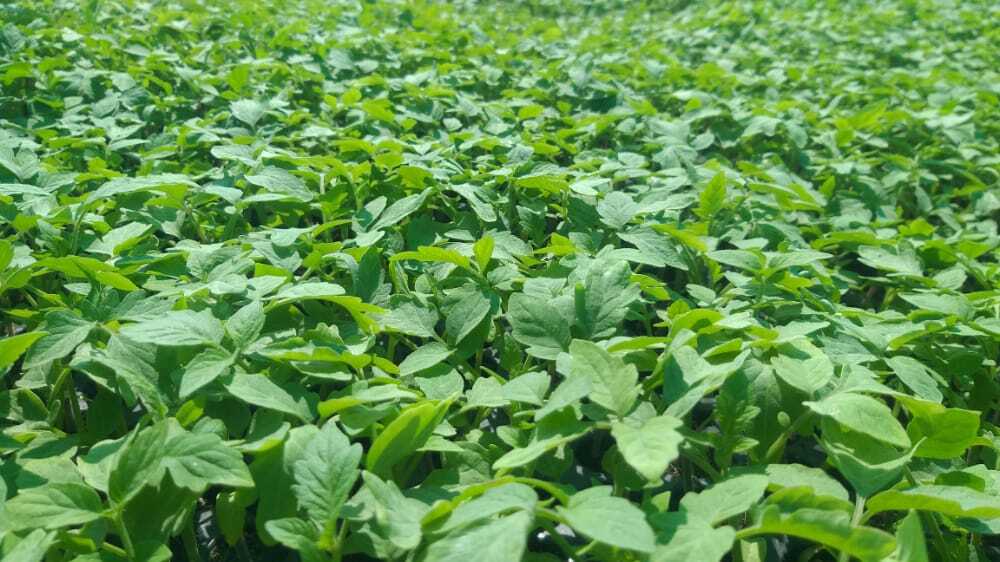 Pooja Nursery (Prop. Pawan Rajput) in Siddhewadi, Pandharpur - Best ...