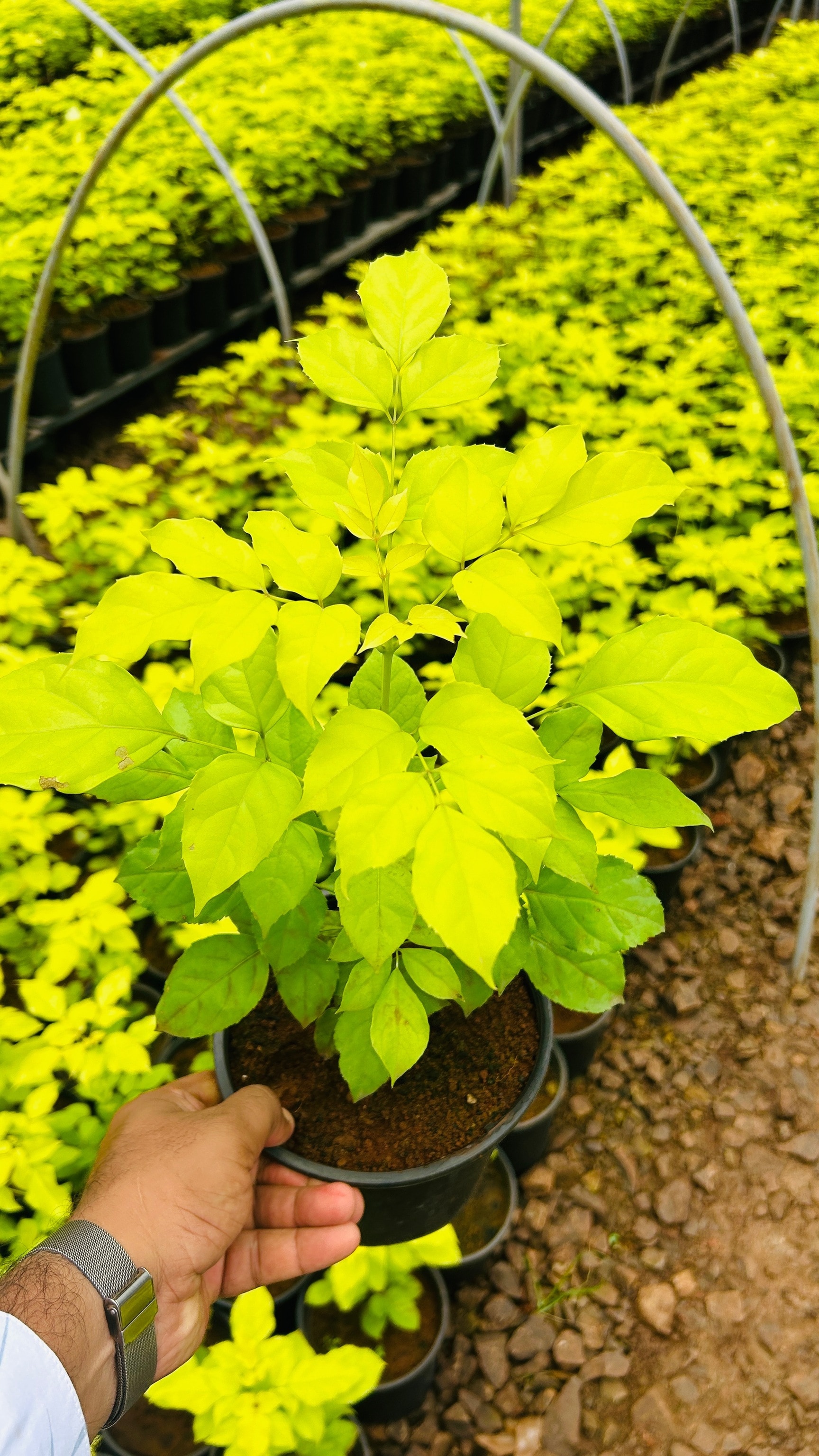 Sarvadnya Plant Nursery in Uruli Kanchan, Pune - Best Plant