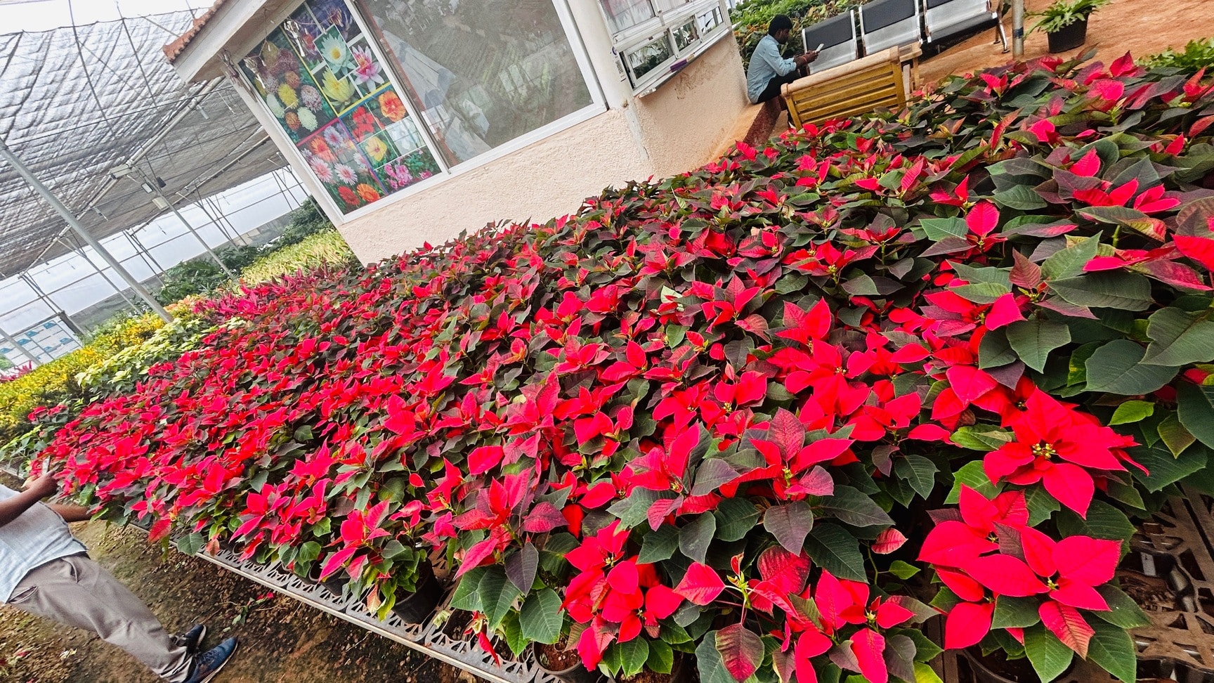 Sarvadnya Plant Nursery in Uruli Kanchan, Pune - Best Plant