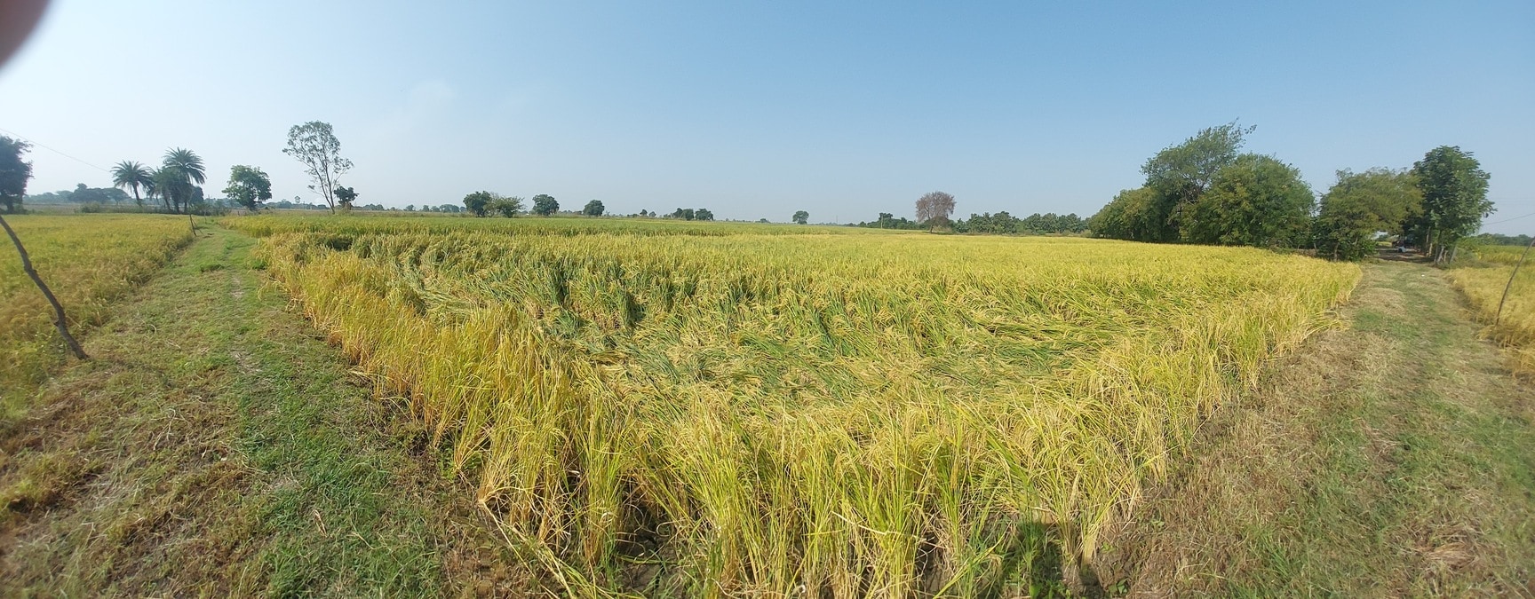 Bargoti Agri Farm in Dahod, Raisen - Best Agricultural Production ...