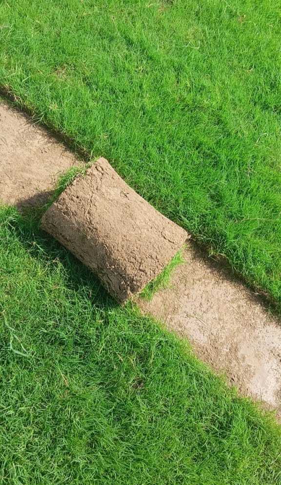 Lawn Grass in Patna Lush, Green Turf for Your Garden Justdial