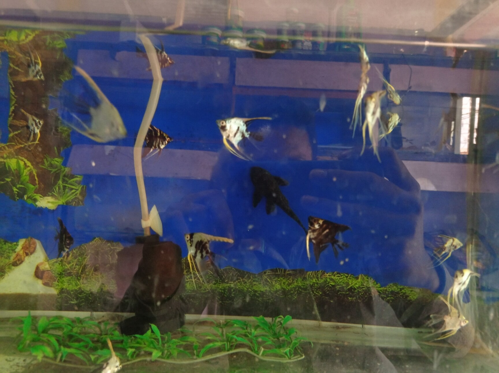 Aquarium Fish Food in Ahmedabad Nutritious Premium Options for