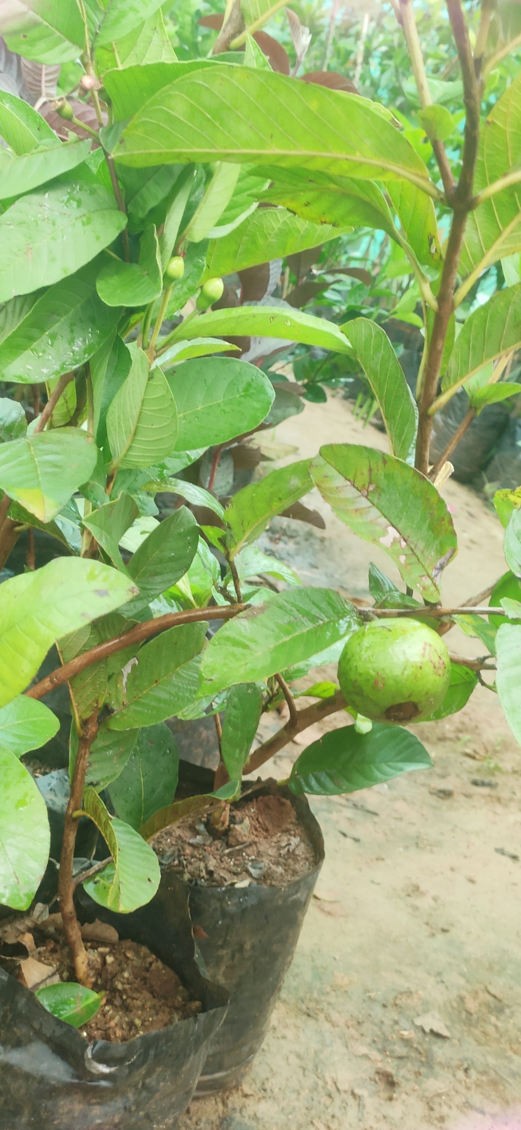 Top Plant Nurseries in Deevattipatti,Salem Best Government Plant