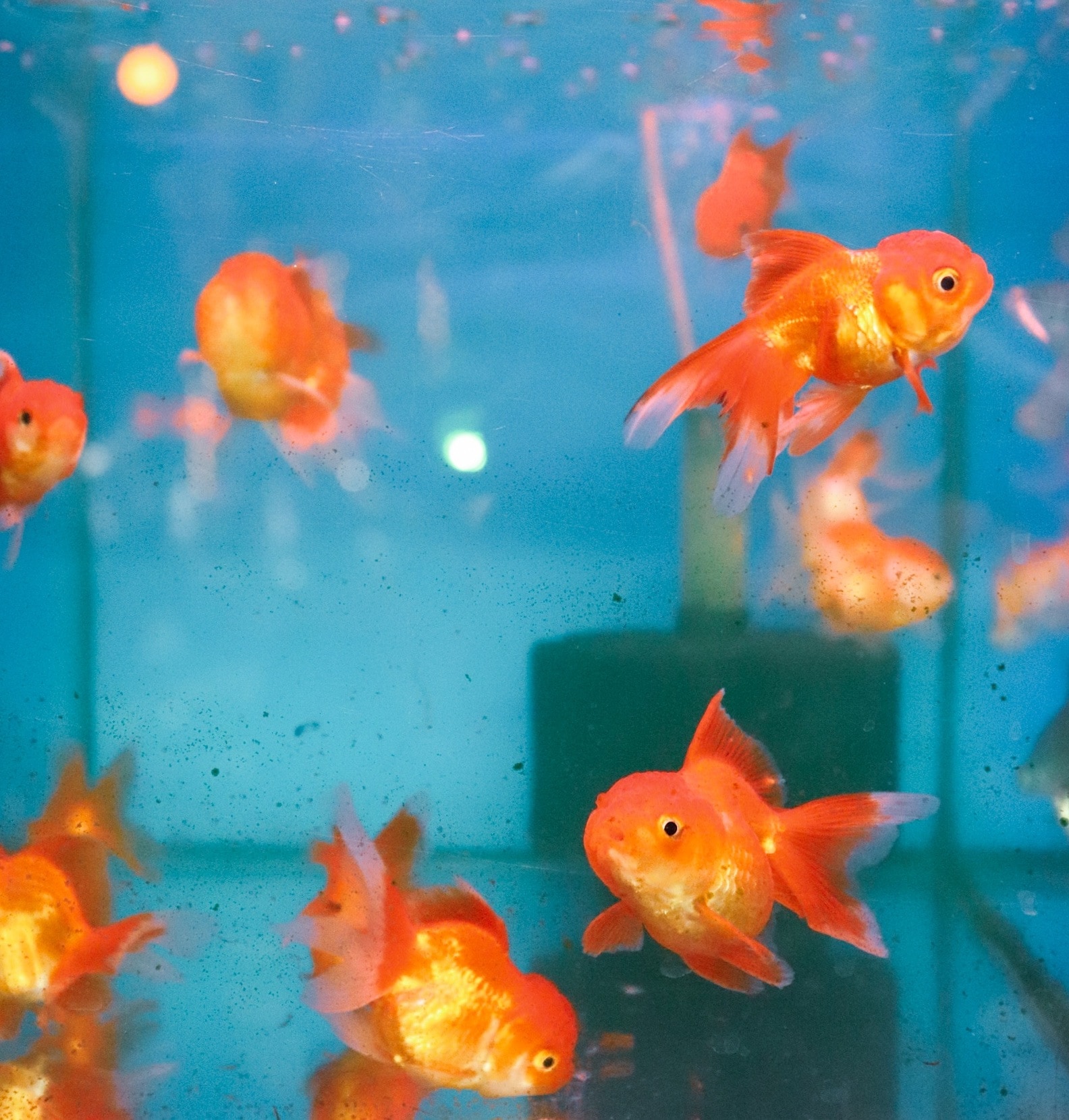 Aquarium Fish Food in Mumbai Nutritious Premium Options for