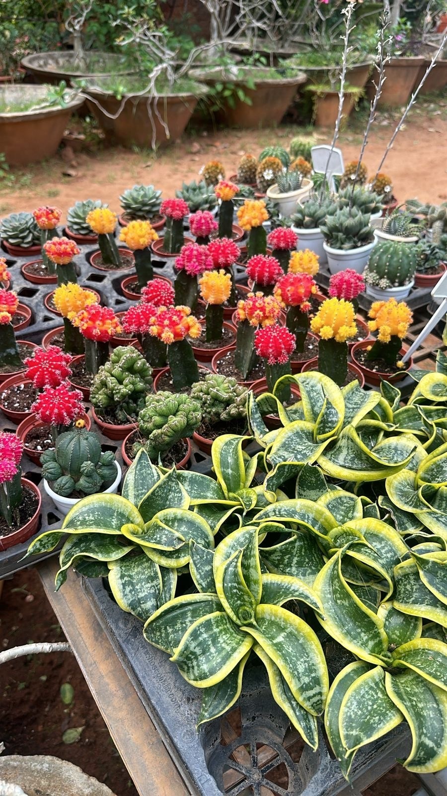 Arul Nursery in Arulananada Nagar, Thanjavur - Best Fruit Plant Nurseries  in Thanjavur - Justdial