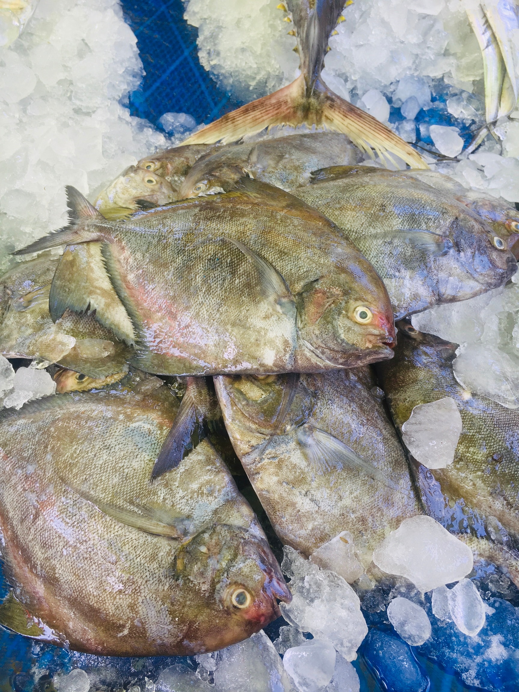 Krs Fish Stall in Thamarayur, Thrissur - Best Fishing Equipment Dealers ...