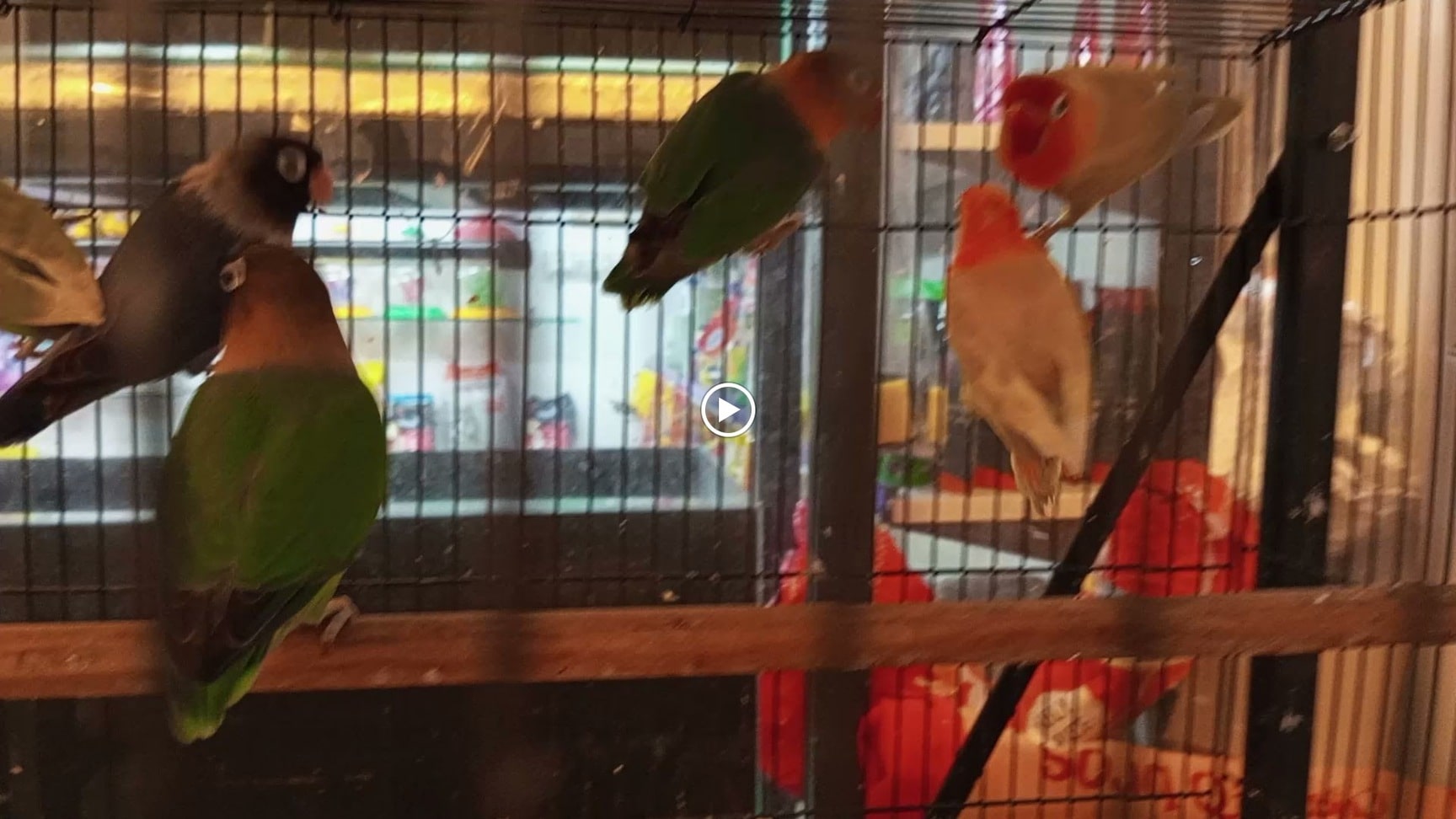 Top Fish Aquarium Dealers in Trichy Best Fish Aquarium Shops Justdial