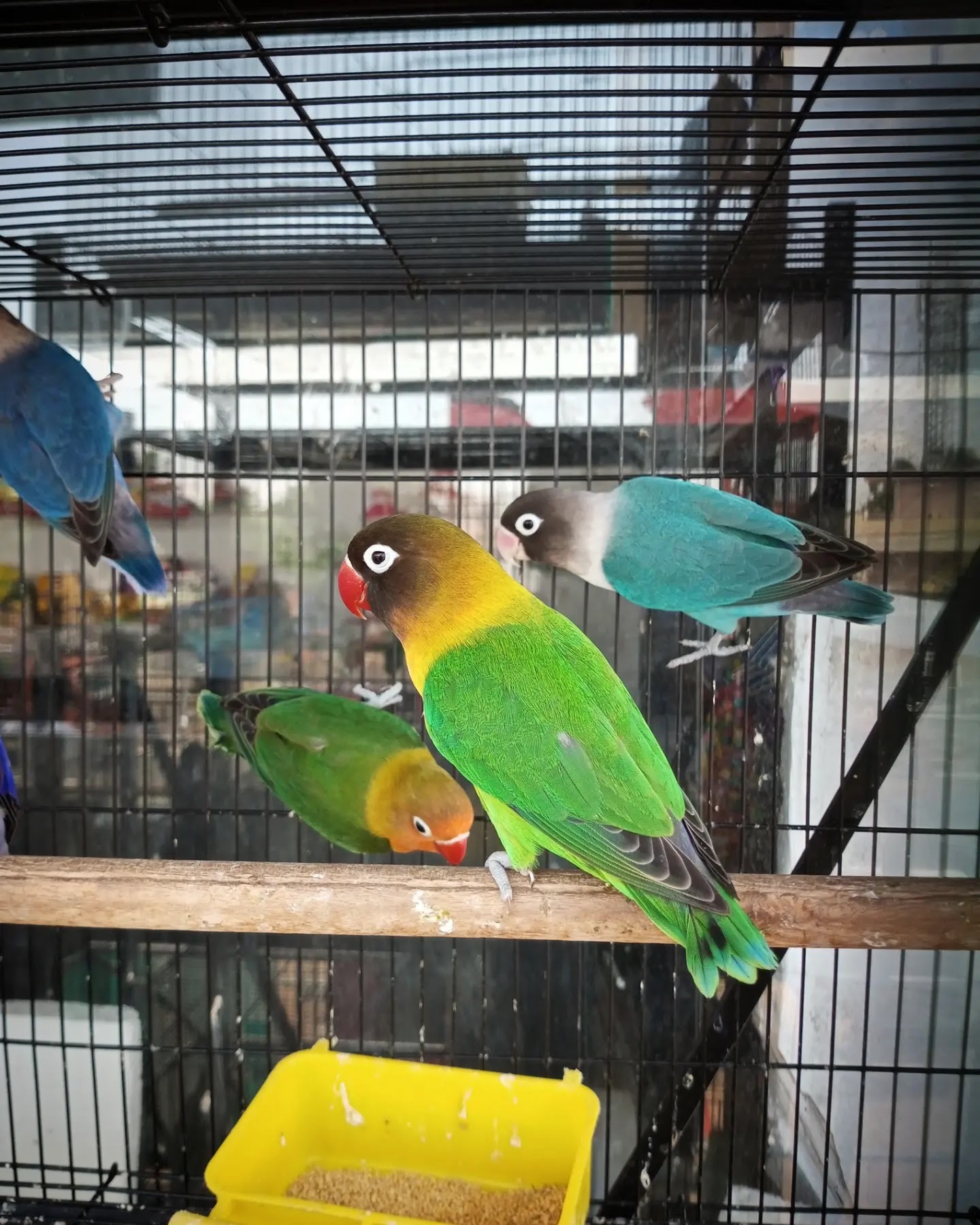 Top Fish Aquarium Dealers in Trichy Best Fish Aquarium Shops Justdial