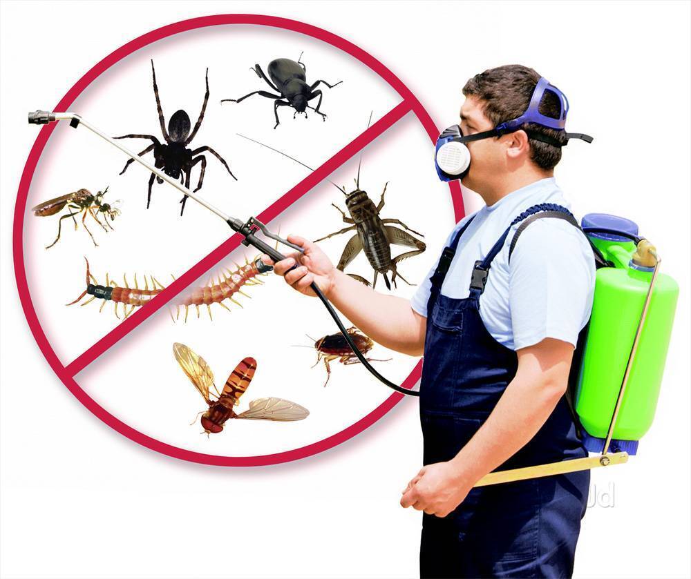 Pest Control Services in Navapura Road Dandia Bazar, Vadodara - Nearby ...